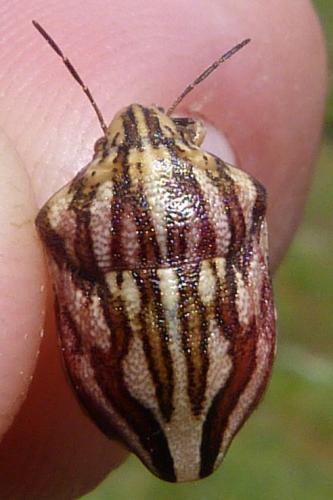 Odontotarsus purpureolineatus